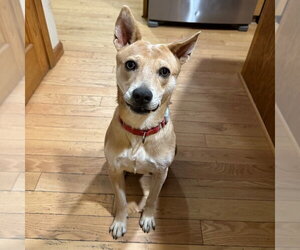 Nessi - Female Mutt Dog for Adoption - Photo #14