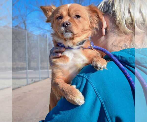 Medium Photo #5 Chiweenie Puppy For Sale in Huntley, IL, USA