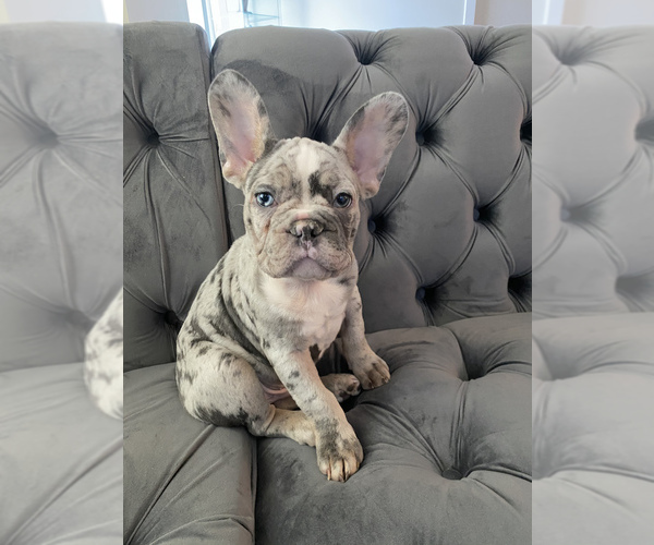 Medium Photo #1 French Bulldog Puppy For Sale in CHELSEA, MA, USA