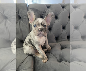French Bulldog Puppy for sale in CHELSEA, MA, USA