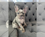 Small Photo #1 French Bulldog Puppy For Sale in CHELSEA, MA, USA