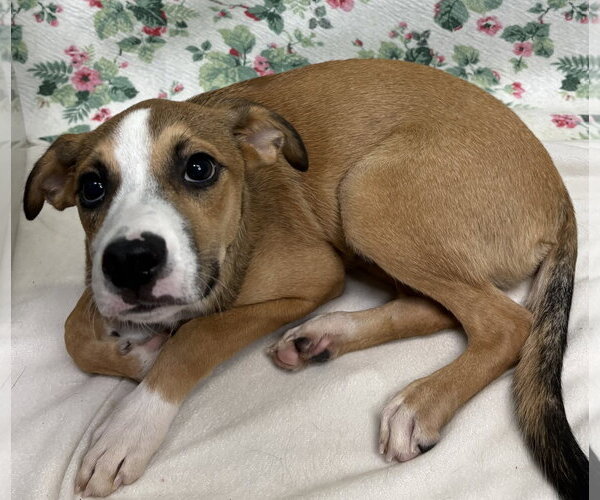 Medium Photo #2 Mutt Puppy For Sale in Wetumpka, AL, USA