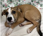 Small #1 Mutt