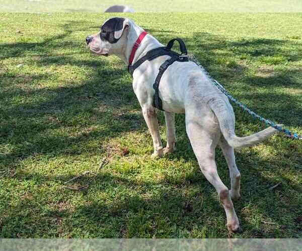 Medium Photo #2 American Bulldog-Unknown Mix Puppy For Sale in Anniston, AL, USA