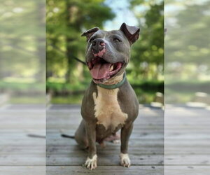 Hank the Tank - Male American Pit Bull Terrier-Staffordshire Bull Terrier Mix Dog for Adoption - Photo #4