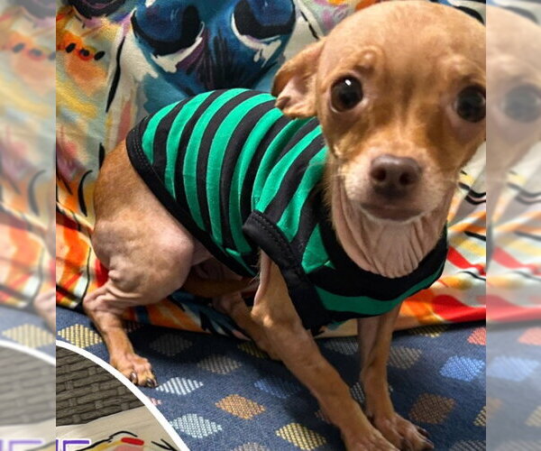 Medium Photo #3 Chihuahua-Unknown Mix Puppy For Sale in Ellijay, GA, USA