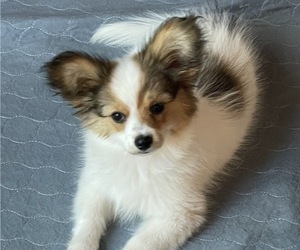 Papillon Puppy for sale in SILVER LAKE, KS, USA