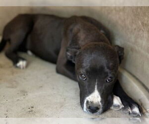 American Pit Bull Terrier Dogs for adoption in Redwood City, CA, USA