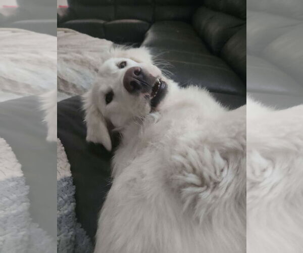 Medium Photo #3 Golden Pyrenees Puppy For Sale in Denver , CO, USA
