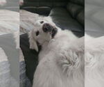 Small #2 Golden Pyrenees