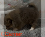 Small #2 Pomeranian