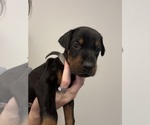 Small #1 Doberman Pinscher