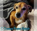 Small #24 Chiweenie