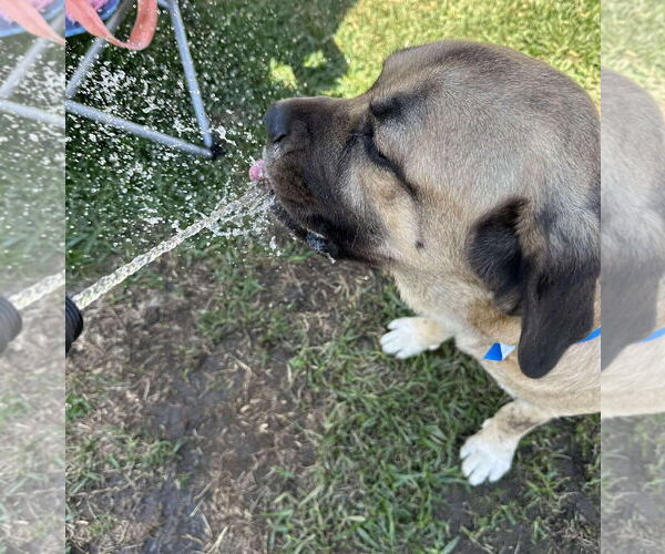 Medium Photo #7 Mastiff Puppy For Sale in Goodyear, AZ, USA