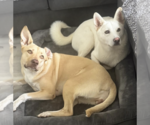 Small #1 Huskies  Mix