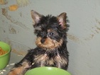 Small #1 Yorkshire Terrier