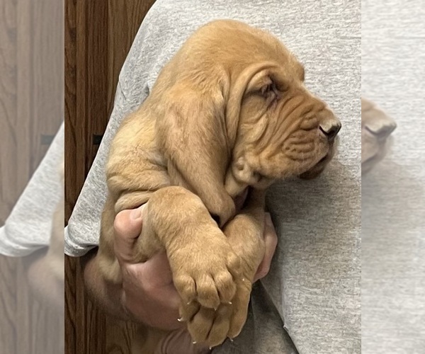 Medium Photo #10 Bloodhound Puppy For Sale in FORT MORGAN, CO, USA