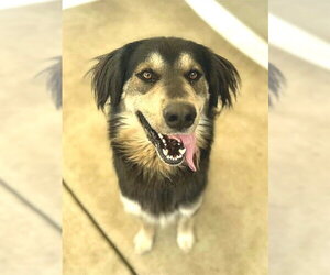 Australian Shepherd-Unknown Mix Dogs for adoption in Sacramento, CA, USA