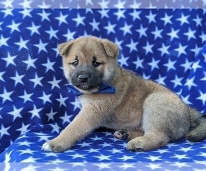 Shiba Inu Puppy for sale in ATGLEN, PA, USA