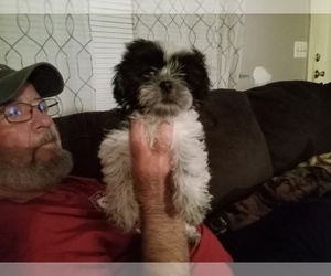 Shih Tzu Puppy for sale in ARLEY, AL, USA