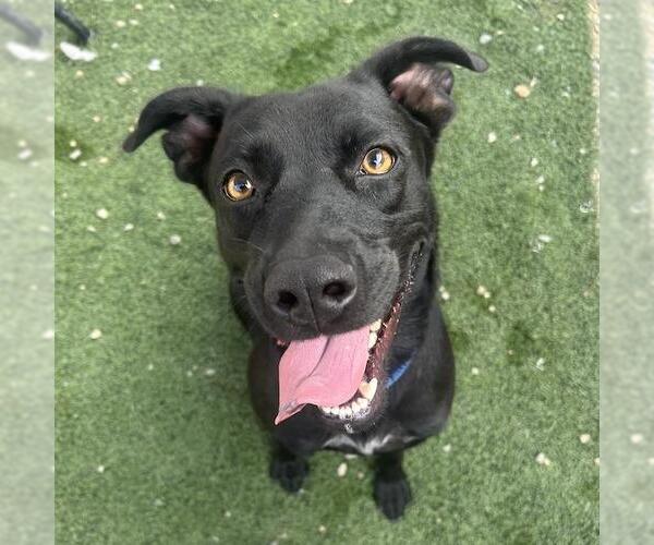Medium Photo #28 Labrador Retriever-Unknown Mix Puppy For Sale in San Diego, CA, USA