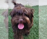 Small #3 Yorkipoo