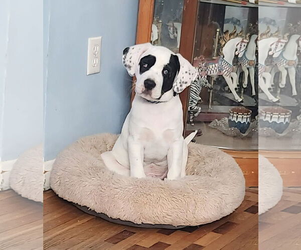 Medium Photo #4 Mutt Puppy For Sale in Germantown, OH, USA