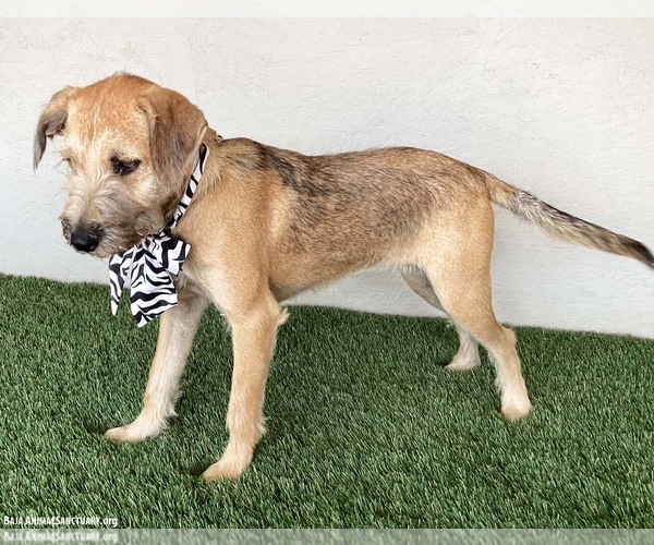 Medium Photo #3 Jack Russell Terrier-Miniature Schnauzer Mix Puppy For Sale in San Diego, CA, USA