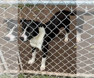 Chance (2yo, 51lbs) - Male Mutt Dog for Adoption - Photo #2