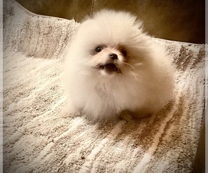 Pomeranian Puppy for sale in DELTA JCT, AK, USA