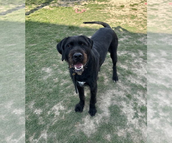 Medium Photo #2 Labrador Retriever Puppy For Sale in Evansville, IN, USA