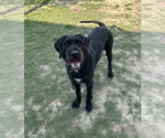 Small #1 Labrador Retriever