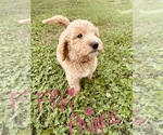 Small Photo #78 Goldendoodle Puppy For Sale in WEST PLAINS, MO, USA