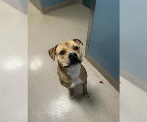 Mutt Dogs for adoption in Newton, NC, USA