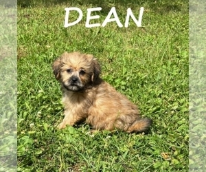 Shih-Poo Puppy for sale in HARTLAND, MN, USA