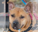 Small #7 American Pit Bull Terrier