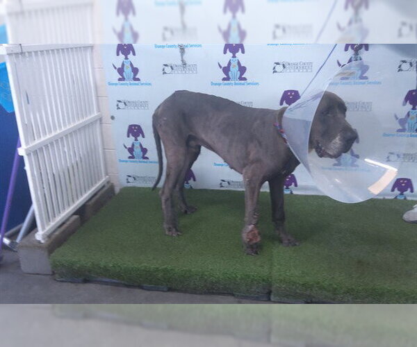 Medium Photo #1 Great Dane Puppy For Sale in Orlando, FL, USA