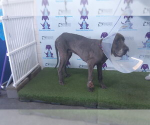 Great Dane Dogs for adoption in Orlando, FL, USA