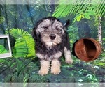 Small Photo #14 Goldendoodle (Miniature) Puppy For Sale in BLACK FOREST, CO, USA
