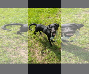 Mutt Dogs for adoption in Sanford, FL, USA