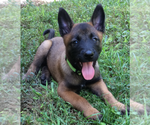 Small Photo #3 Belgian Malinois Puppy For Sale in JEFFERSON CITY, MO, USA