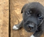 Small #2 Presa Canario-Siberian Husky Mix