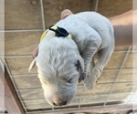 Puppy Yellow Great Pyrenees