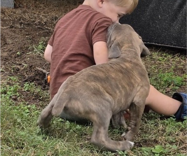Medium Photo #4 Cane Corso Puppy For Sale in MOORESBORO, NC, USA