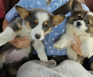 Pembroke Welsh Corgi Puppy for sale in MILTON, WI, USA