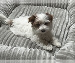 Puppy Puppy 2 Morkie