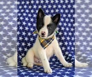 Pomsky Puppy for sale in CHRISTIANA, PA, USA