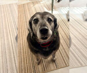 Labrador Retriever-Unknown Mix Dogs for adoption in Arlington, VA, USA