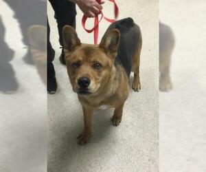 German Shepherd Dog-Unknown Mix Dogs for adoption in Riverside, CA, USA