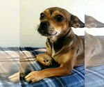 Small #2 Chihuahua Mix